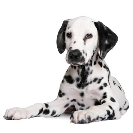 dalmatinsky pes
