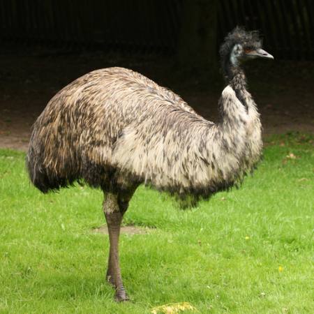 emu hnedy